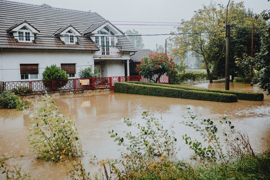 Conviven reptiles y serpientes en Guayaquil: guía de seguridad ante las inundaciones