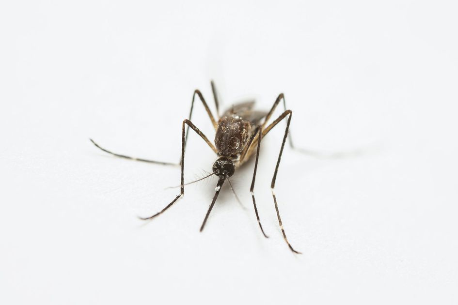 Barrios de Guayaquil reciben kits y fumigan contra el dengue en semana de atención