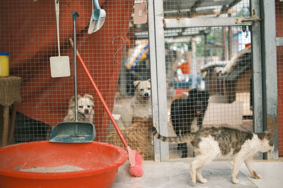 Municipio investiga maltrato animal en Sauces y otros sectores tras denuncias