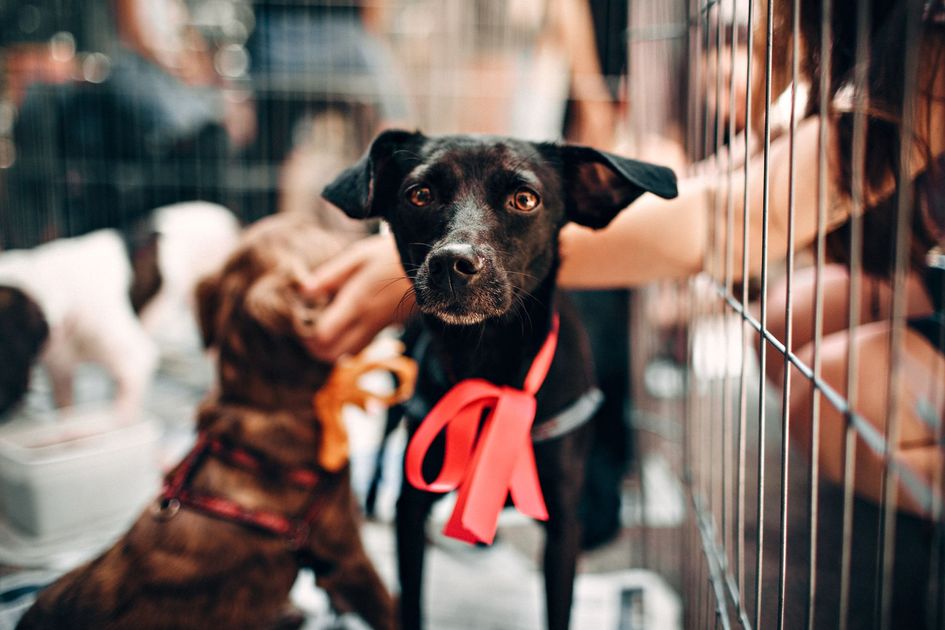 Veterinaria gratis y adopción se vivieron en el Beagletón 2026 de Guayaquil