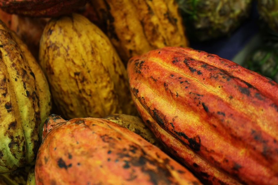 Museo Nacional del Cacao abre exposición gratuita sobre la historia de Guayaquil