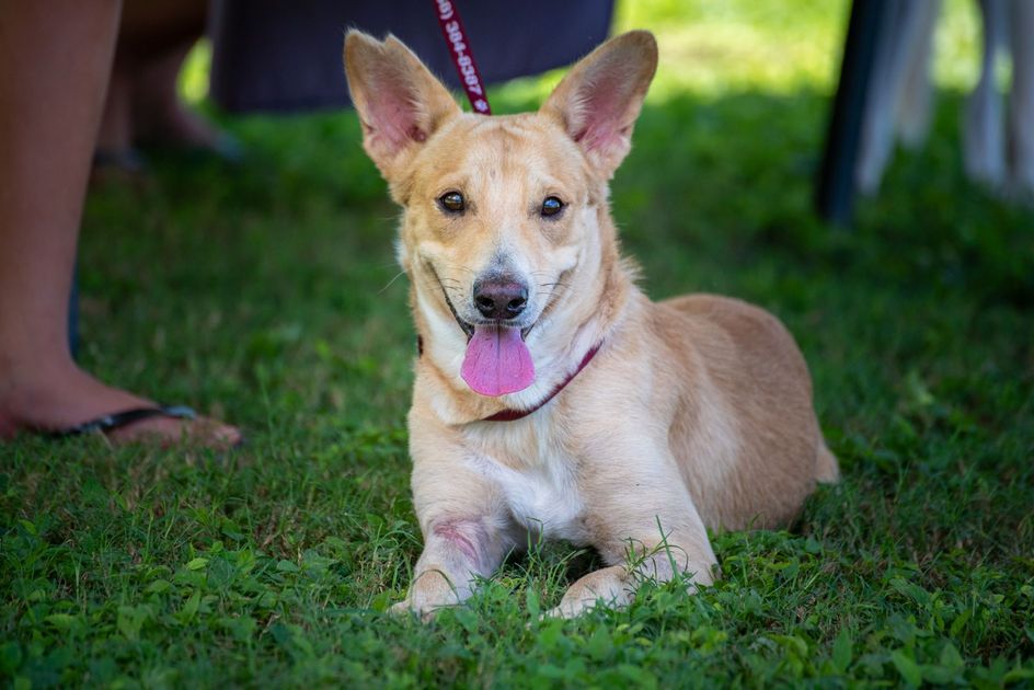 Vecinos de Sauces 5 rescatan a un perro que corría riesgo de ahogarse por la lluvia