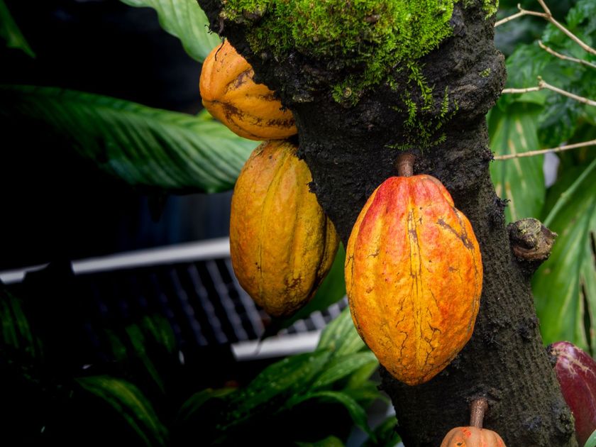 Exposición en el Museo Nacional del Cacao invita a redescubrir la memoria visual de Guayaquil