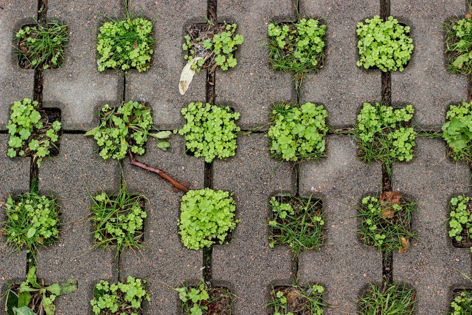 Guayaquil busca reducir inundaciones con pavimentos permeables y más áreas verdes