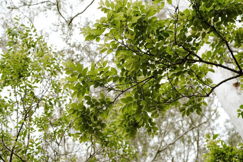 250 árboles nativos plantados en Mucho Lote 2 para recuperar espacios verdes