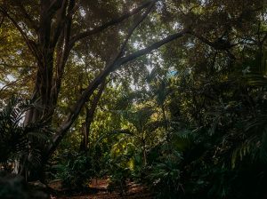 Lomas de Urdesa es Área Natural Protegida en Guayaquil