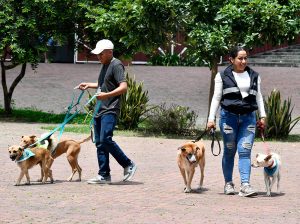 Guayaquil suma 153 mil consultas veterinarias y 15 mil esterilizaciones en tres meses