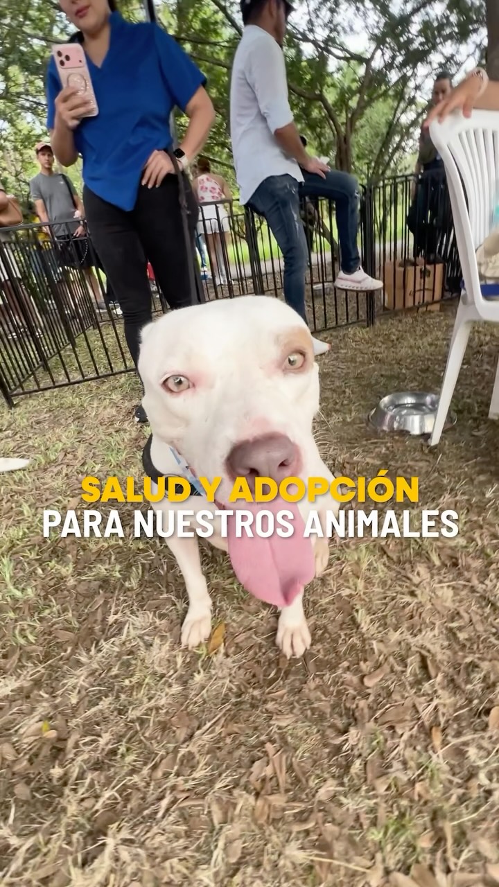Veterinaria gratuita y adopción en el Beagletón 2026 del Parque Samanes