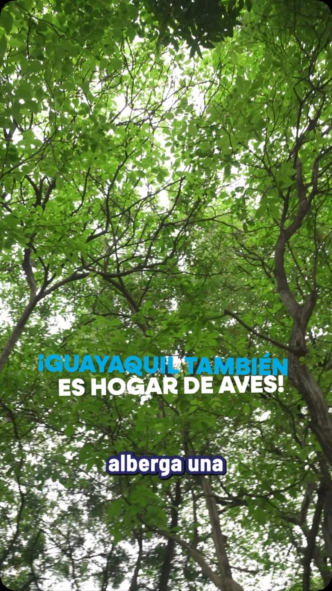 Guayaquileños recorren Jardín Botánico y Samanes para contar aves del October Big Day